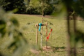 The Dispersed Memorial Forest in The Crichton & NHS Mountainhall, Dumfries, Scotland.