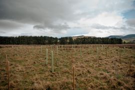 Image from the Phase 2 of Remembering Together, The Dispersed Memorial Forest.