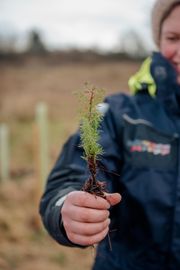 Image from the Phase 2 of Remembering Together, The Dispersed Memorial Forest.