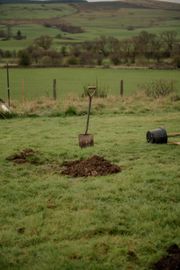 Image from the Phase 2 of Remembering Together, The Dispersed Memorial Forest.