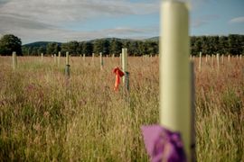 Image from The Dispersed Memorial Forest at the Moffat Community Nature Reserve, Moffat, Scotland.