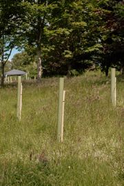 Image from the launch of The Dispersed Memorial Forest in The Crichton & NHS Mountainhall, Dumfries, Scotland, on Saturday, 8 June, 2024.