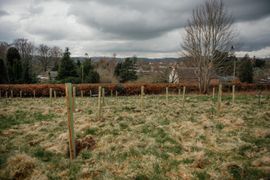 Image from the planting of The Dispersed Memorial Forest in The Crichton & NHS Mountainhall, Dumfries, Scotland.