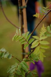 Image from the launch of The Dispersed Memorial Forest at Bell Crecent Park, Sanquhar, on Friday, 14 June, 2024.